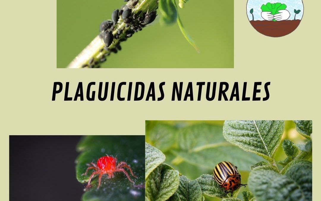 COMO HACER PLAGUICIDAS CASEROS