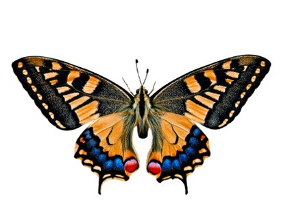 Mariposas, simbiosis para el huerto