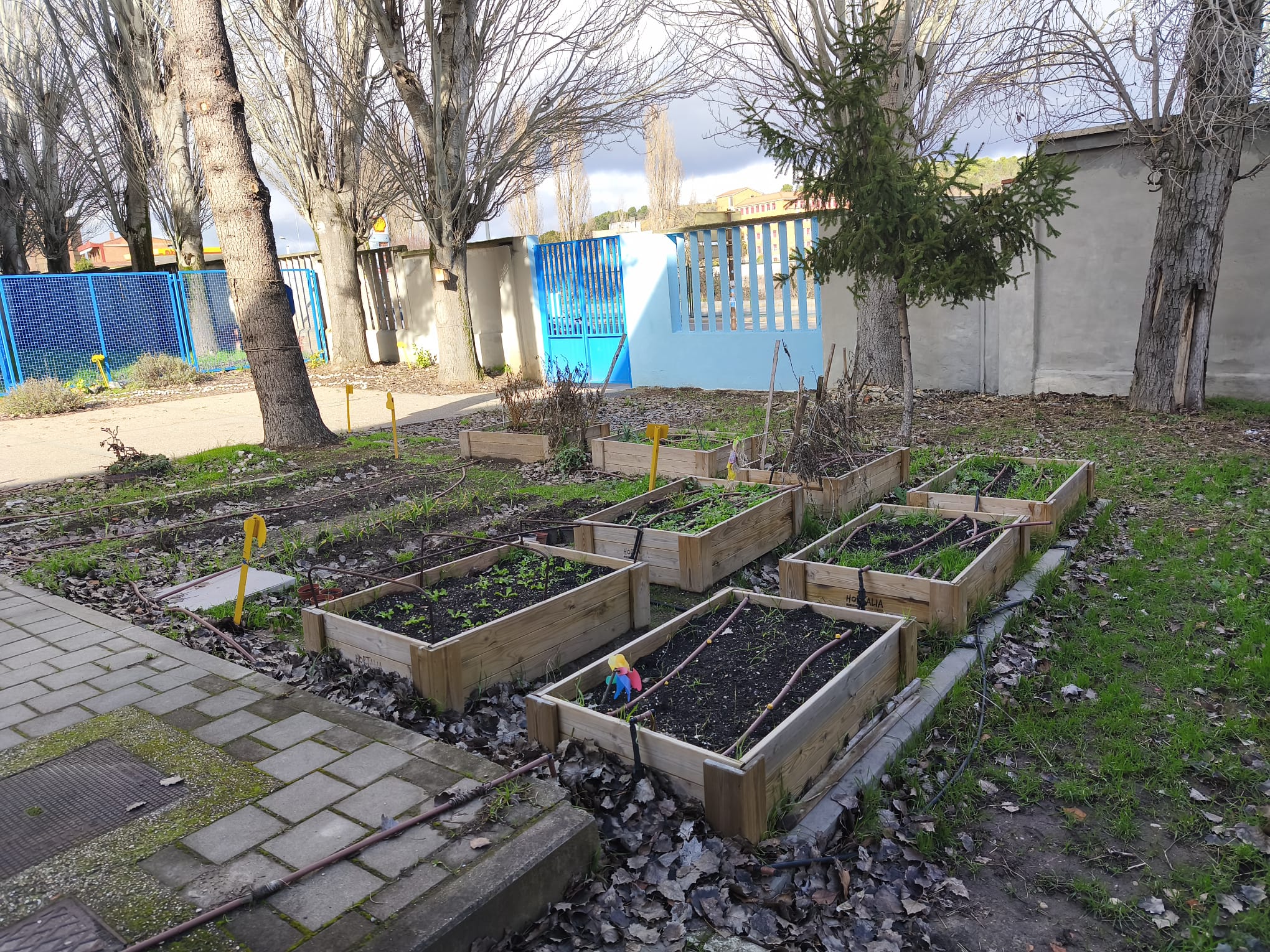 Cristo Rey Huerto Escolar Foto huerto Cristo Rey